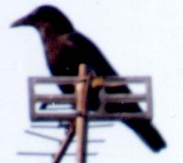 Crow on a rooftop aerial in Solihull, England.