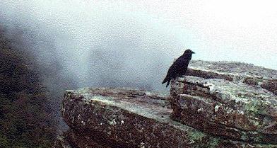 Australian crow being stylish on a rock.