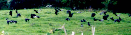 A murder of crows in Sherborne, England.