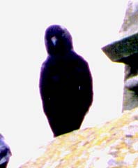 A jackdaw silhouette, perched on a shiny stone construct.