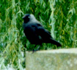 A jackdaw doing an admirable job of blending into green, for a black thing.