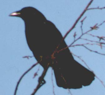 A rook with a glint in its beak.